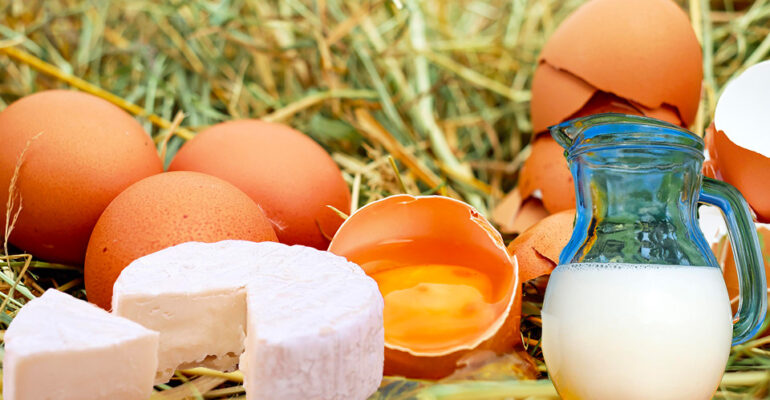 Produzione uova, formaggi e latte